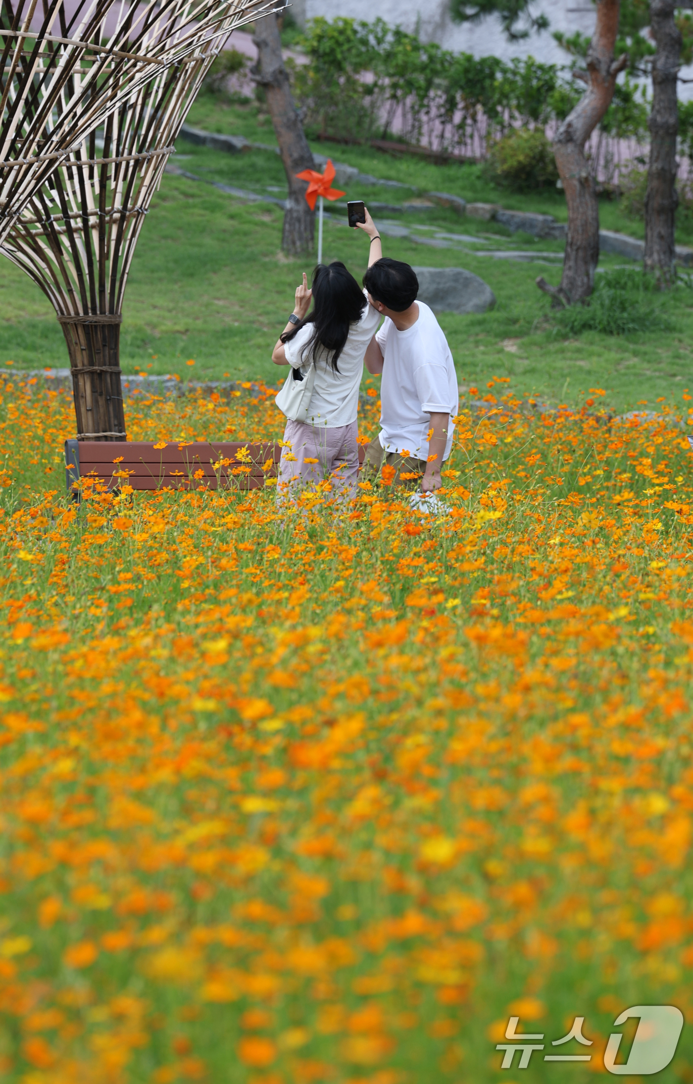 (수원=뉴스1) 김영운 기자 = 절기상 처서(處暑)를 하루 앞둔 22일 오후 경기 수원시 팔달구 화성행궁 인근에서 시민들이 활짝 핀 황화코스모스 사이를 거닐며 추억을 쌓고 있다. …