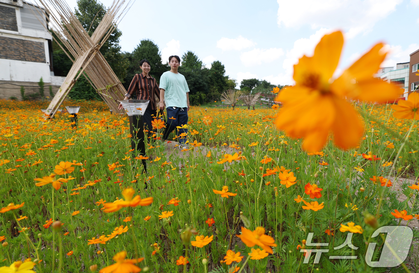 (수원=뉴스1) 김영운 기자 = 절기상 처서(處暑)를 하루 앞둔 22일 오후 경기 수원시 팔달구 화성행궁 인근에서 시민들이 활짝 핀 황화코스모스 사이를 거닐며 추억을 쌓고 있다. …