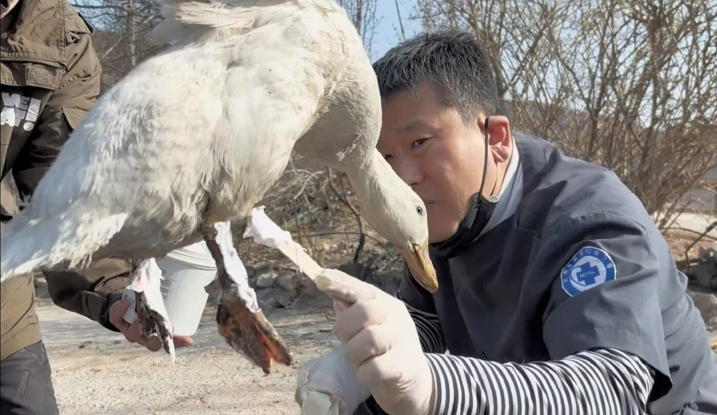 본문 이미지 - 박철 로얄동물메디컬센터 원장이 산불 현장에서 화상 입은 오리를 치료하는 모습&#40;병원 제공&#41; ⓒ 뉴스1