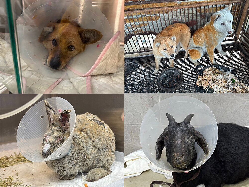 본문 이미지 - 산불 현장에서 위액트가 구조한 동물들&#40;해피빈 펀딩 페이지 갈무리&#41; ⓒ 뉴스1