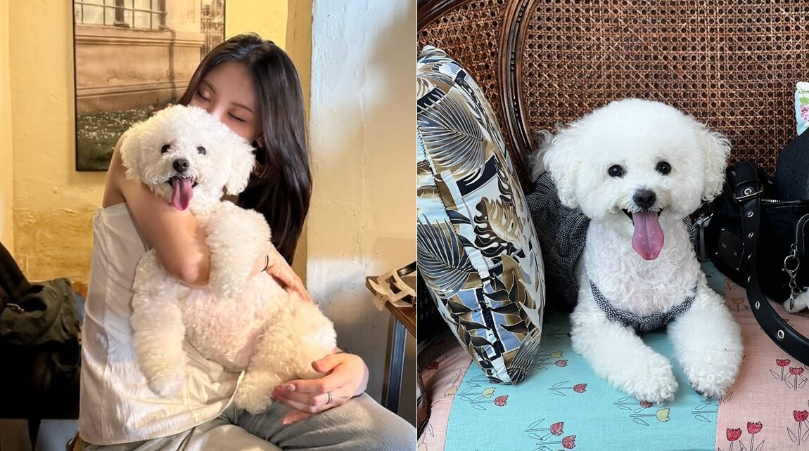 본문 이미지 - 웃상 강아지 모몬(인스타그램 sohyunniii 제공) ⓒ 뉴스1