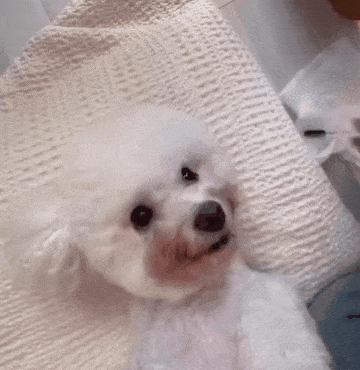 본문 이미지 - 눈물 자국 관리 받는 모몬(인스타그램 sohyunniii 제공) ⓒ 뉴스1