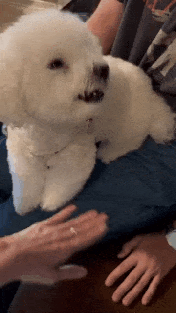 본문 이미지 - 소심한 파이팅 개인기를 선보이는 모몬(인스타그램 sohyunniii 제공) ⓒ 뉴스1