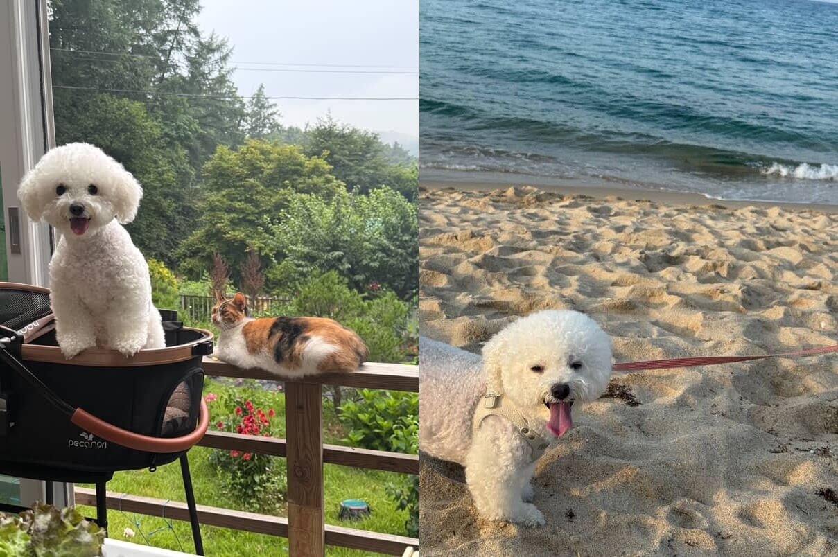 본문 이미지 - 웃상 강아지 모몬(인스타그램 sohyunniii 제공) ⓒ 뉴스1