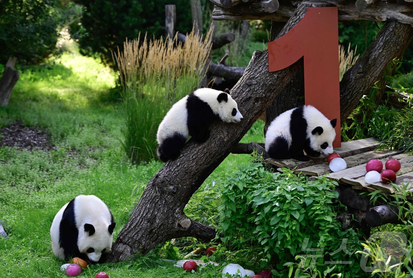 (베를린 AFP=뉴스1) 권영미 기자 = 22일(현지시간) 독일 베를린 동물원 야외 우리에서 쌍둥이 판다의 한 살 맞이 생일 잔치가 열리고 있다. 쌍둥이 판다 이름은 레니와 로티이 …