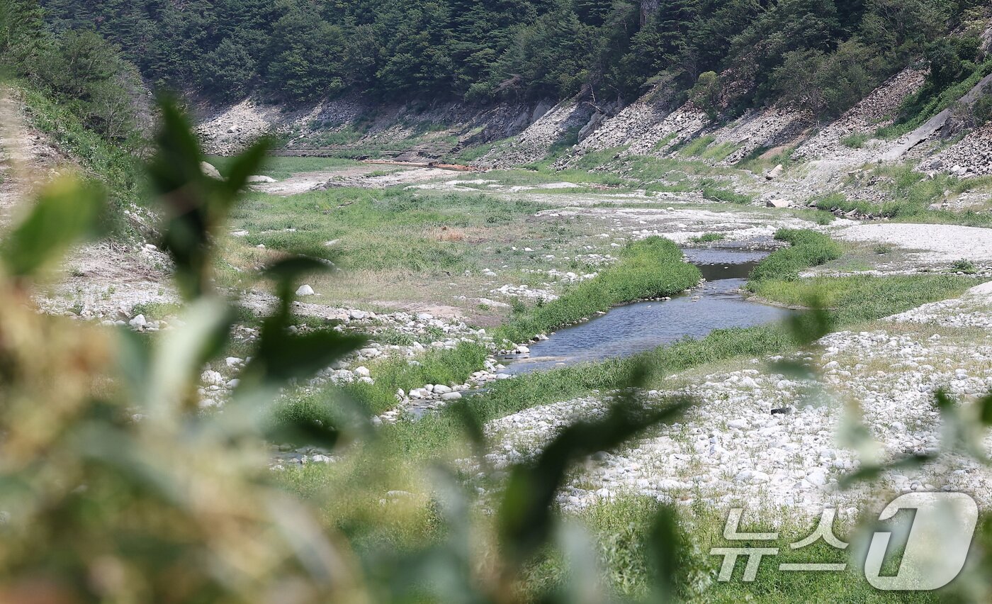 본문 이미지 - 24일 강원 강릉시 주요 상수원인 오봉저수지와 일대 하천의 바닥이 드러나 있다. 2025.8.24/뉴스1 ⓒ News1 김성진 기자