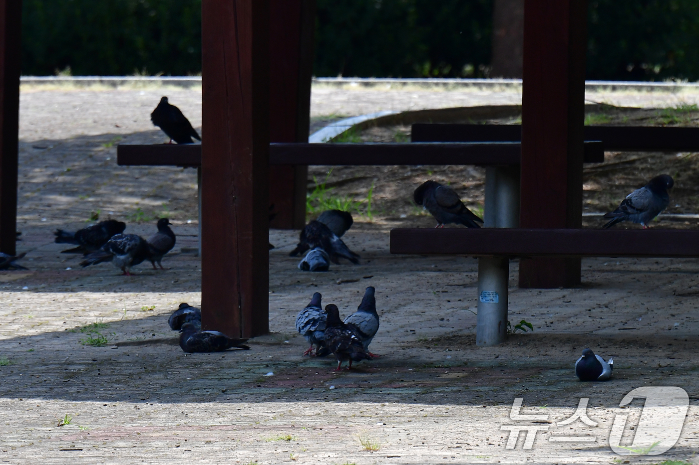 (포항=뉴스1) 최창호 기자 = 24일 경북 포항시 북구 환호공원에서 비둘기들이 더위를 피해 그늘로 모여들고 있다.  2025.8.24/뉴스1