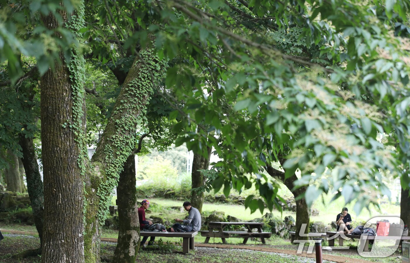 본문 이미지 -  제주 한라산국립공원 관음사 야영장에서 도민과 관광객들이 여유를 즐기고 있다. 2025.8.24/뉴스1 ⓒ News1 오현지 기자