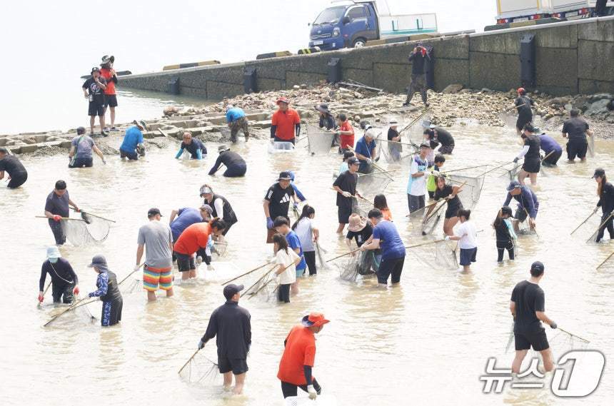 본문 이미지 - 지난해 삼길포항 일원에서 열린 삼길포우럭축제 독살체험 모습(서산시 제공. 재판매 및 DB금지)2025.8.24/뉴스1