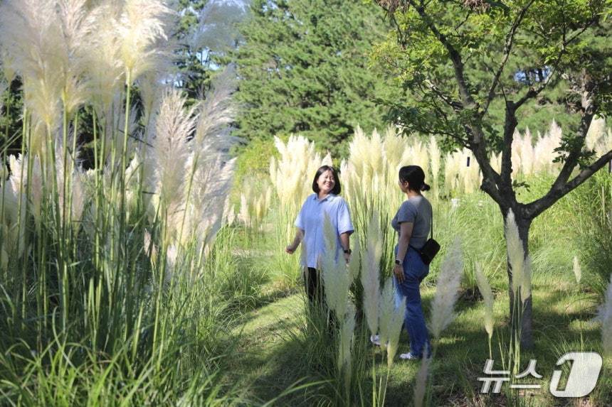 본문 이미지 - 천리포수목원을 찾은 탐방객이 만개한 팜파스그라스 사이를 걷고 있다.(천리포수목원 제공. 재판매 및 DB금지)2025.8.24/뉴스1