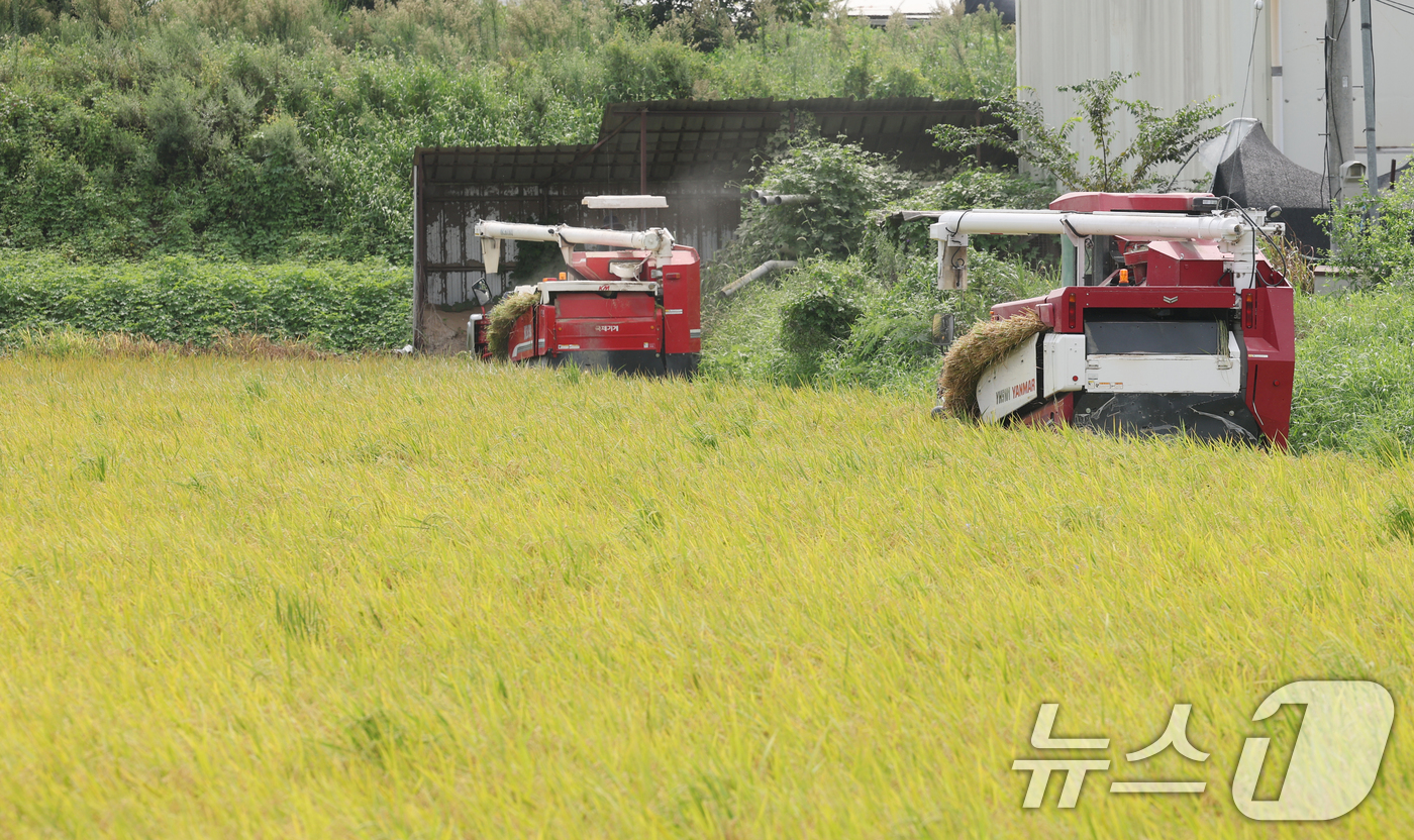(화성=뉴스1) 김영운 기자 = 25일 오전 경기 화성시 정남면의 한 논에서 열린 '2025년 첫 조생종 벼 수확' 행사에서 관계자들이 콤바인을 이용해 벼를 수확하고 있다. 202 …