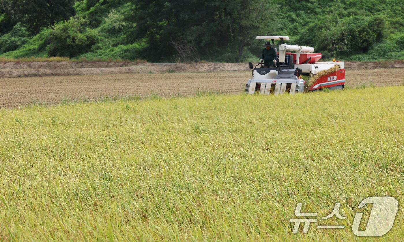 본문 이미지 - 25일 오전 경기 화성시 정남면의 한 논에서 열린 '2025년 첫 조생종 벼 수확' 행사에서 관계자들이 콤바인을 이용해 벼를 수확하고 있다. 2025.8.25/뉴스1 ⓒ News1 김영운 기자