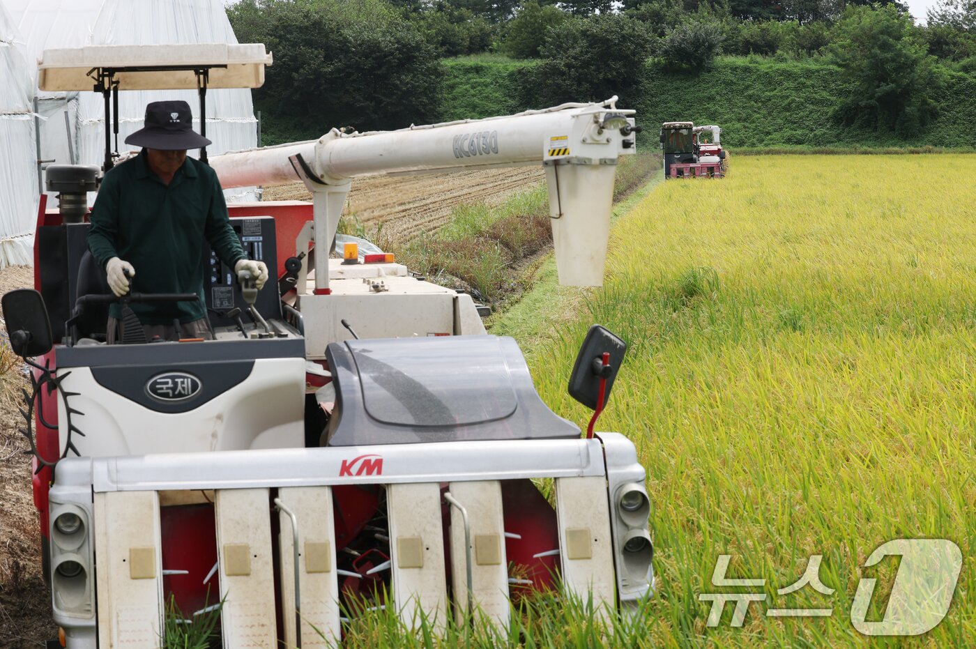 본문 이미지 - 25일 오전 경기 화성시 정남면의 한 논에서 열린 '2025년 첫 조생종 벼 수확' 행사에서 관계자들이 콤바인을 이용해 벼를 수확하고 있다. 2025.8.25/뉴스1 ⓒ News1 김영운 기자
