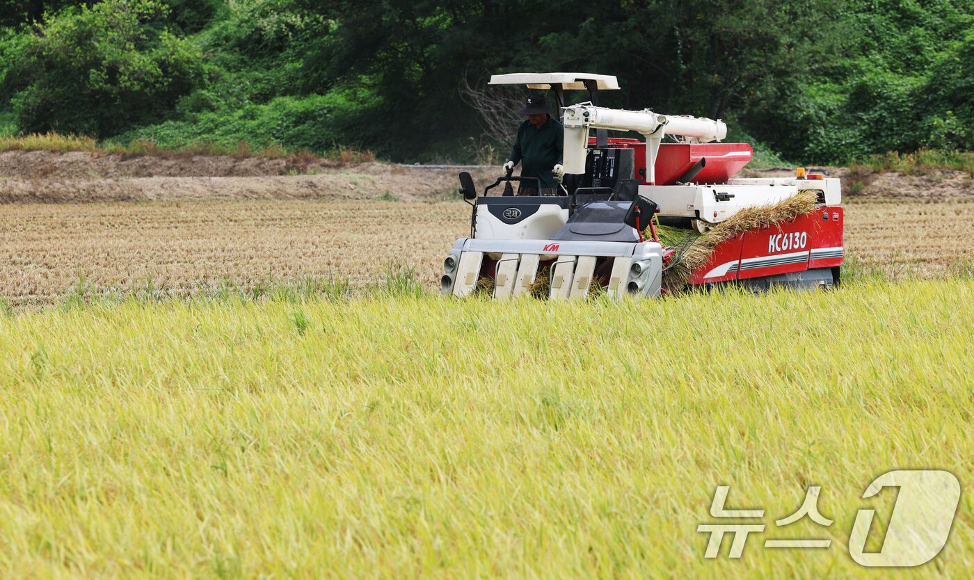 본문 이미지 - 25일 오전 경기 화성시 정남면의 한 논에서 열린 '2025년 첫 조생종 벼 수확' 행사에서 관계자들이 콤바인을 이용해 벼를 수확하고 있다. 2025.8.25/뉴스1 ⓒ News1 김영운 기자