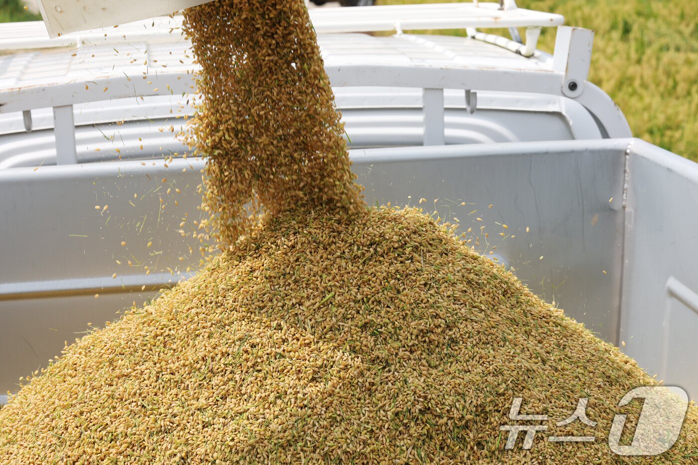 본문 이미지 - 25일 오전 경기 화성시 정남면의 한 논에서 열린 '2025년 첫 조생종 벼 수확' 행사에서 관계자들이 콤바인을 이용해 벼를 수확하고 있다. 2025.8.25/뉴스1 ⓒ News1 김영운 기자