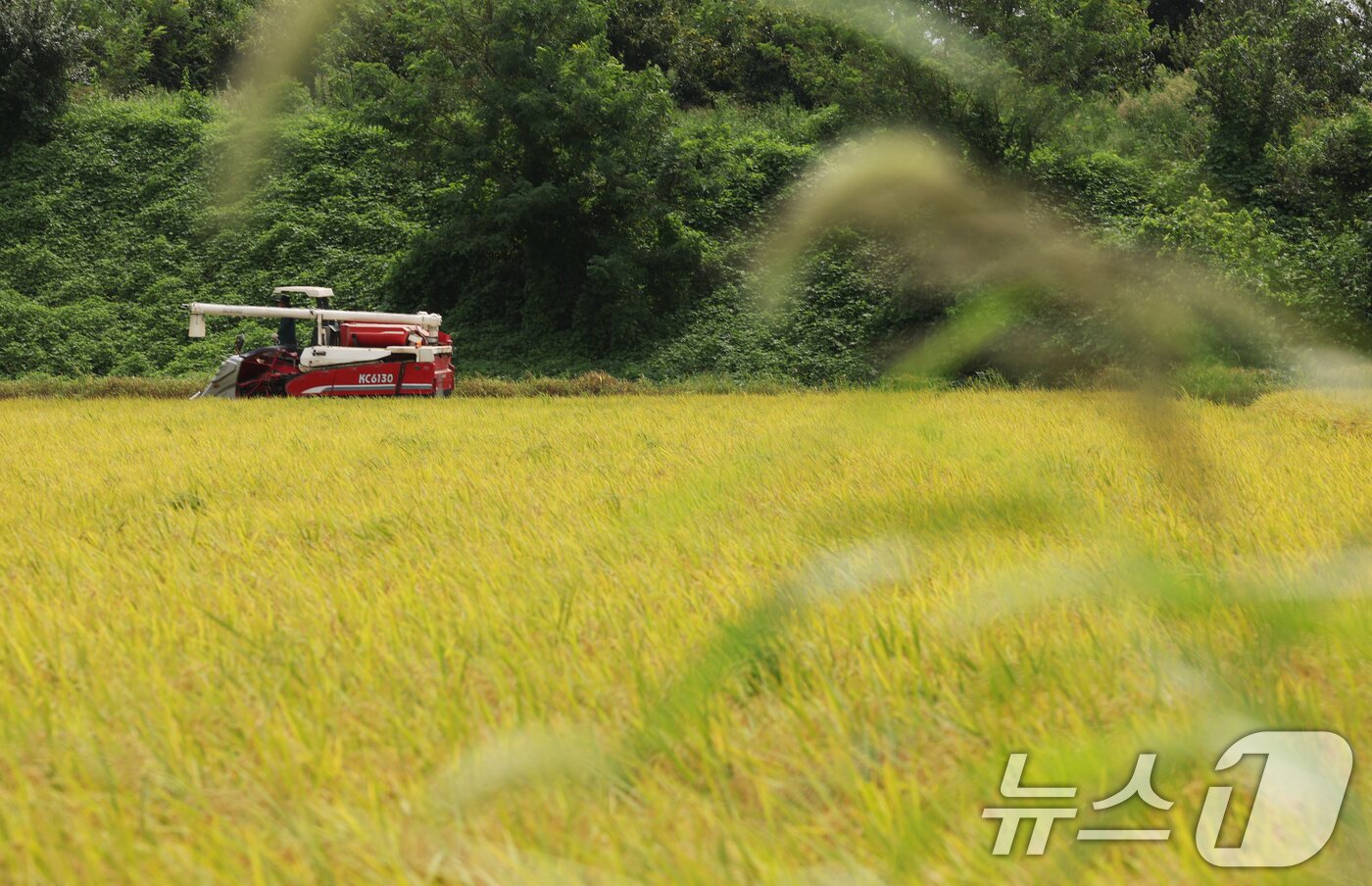 본문 이미지 - 25일 오전 경기 화성시 정남면의 한 논에서 열린 '2025년 첫 조생종 벼 수확' 행사에서 관계자들이 콤바인을 이용해 벼를 수확하고 있다. 2025.8.25/뉴스1 ⓒ News1 김영운 기자