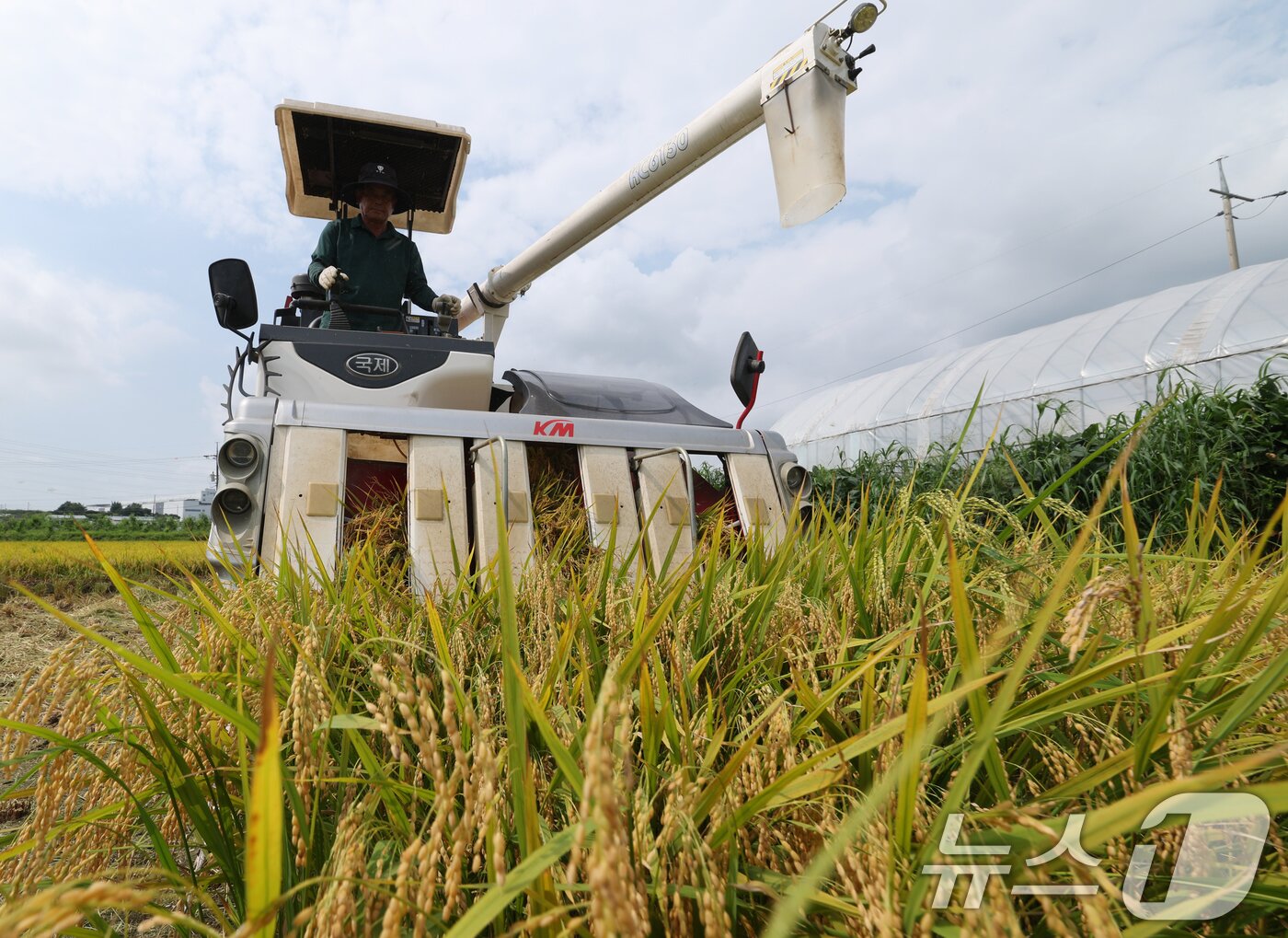 본문 이미지 - 25일 오전 경기 화성시 정남면의 한 논에서 열린 '2025년 첫 조생종 벼 수확' 행사에서 관계자들이 콤바인을 이용해 벼를 수확하고 있다. 2025.8.25/뉴스1 ⓒ News1 김영운 기자