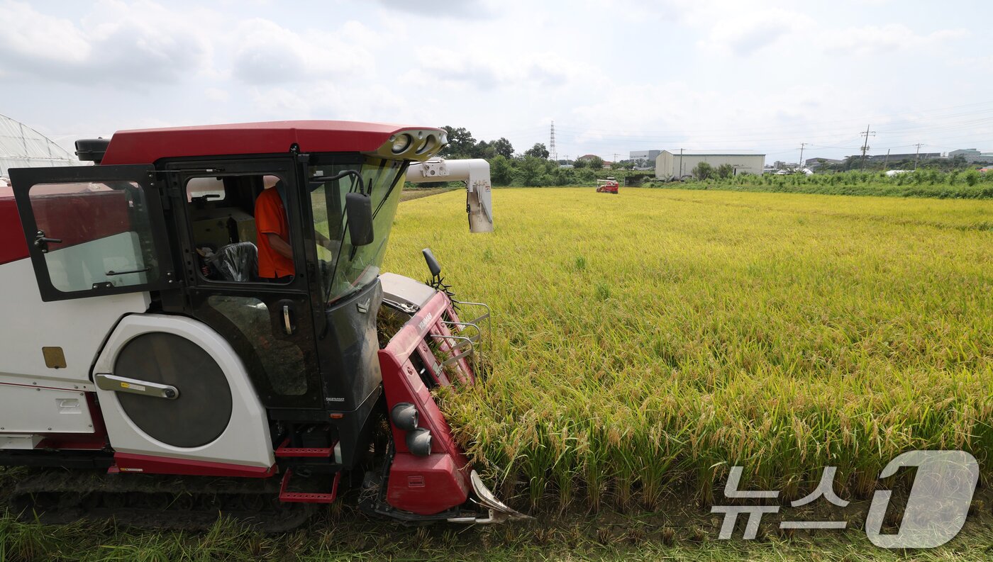 본문 이미지 - 25일 오전 경기 화성시 정남면의 한 논에서 열린 '2025년 첫 조생종 벼 수확' 행사에서 관계자들이 콤바인을 이용해 벼를 수확하고 있다. 2025.8.25/뉴스1 ⓒ News1 김영운 기자
