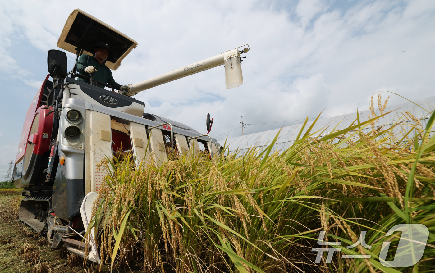 (화성=뉴스1) 김영운 기자 = 25일 오전 경기 화성시 정남면의 한 논에서 열린 '2025년 첫 조생종 벼 수확' 행사에서 관계자들이 콤바인을 이용해 벼를 수확하고 있다. 202 …