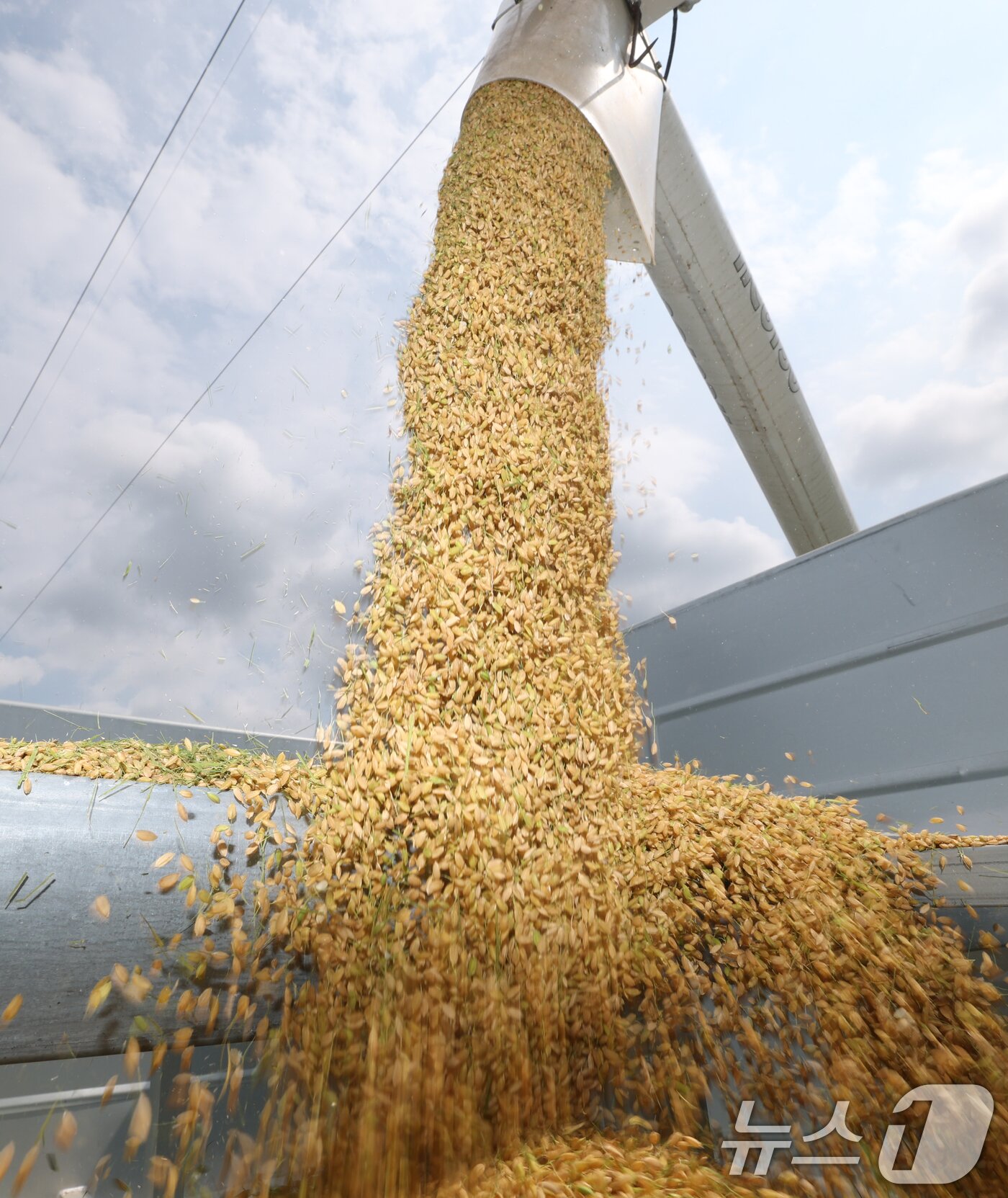 본문 이미지 - 25일 오전 경기 화성시 정남면의 한 논에서 열린 '2025년 첫 조생종 벼 수확' 행사에서 관계자들이 콤바인을 이용해 벼를 수확하고 있다. 2025.8.25/뉴스1 ⓒ News1 김영운 기자