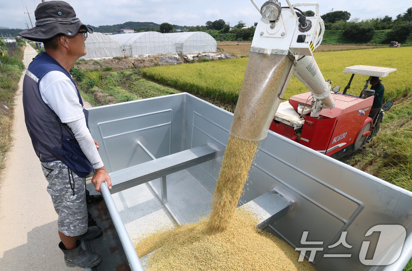 본문 이미지 - 25일 오전 경기 화성시 정남면의 한 논에서 열린 '2025년 첫 조생종 벼 수확' 행사에서 관계자들이 콤바인을 이용해 벼를 수확하고 있다. 2025.8.25/뉴스1 ⓒ News1 김영운 기자