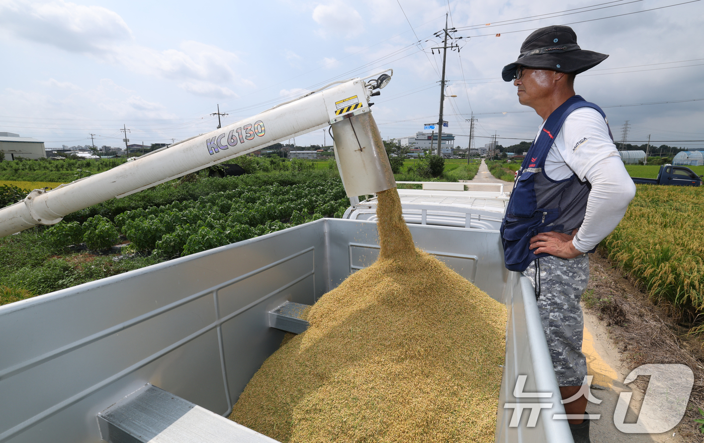 (화성=뉴스1) 김영운 기자 = 25일 오전 경기 화성시 정남면의 한 논에서 열린 '2025년 첫 조생종 벼 수확' 행사에서 관계자들이 콤바인을 이용해 벼를 수확하고 있다. 202 …