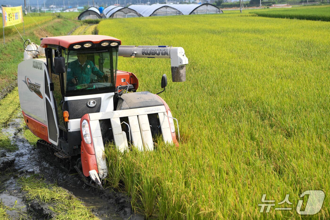 본문 이미지 - 양구지역 첫 벼 베기.&#40;양구군 제공. 재판매 및 DB금지&#41;/뉴스1