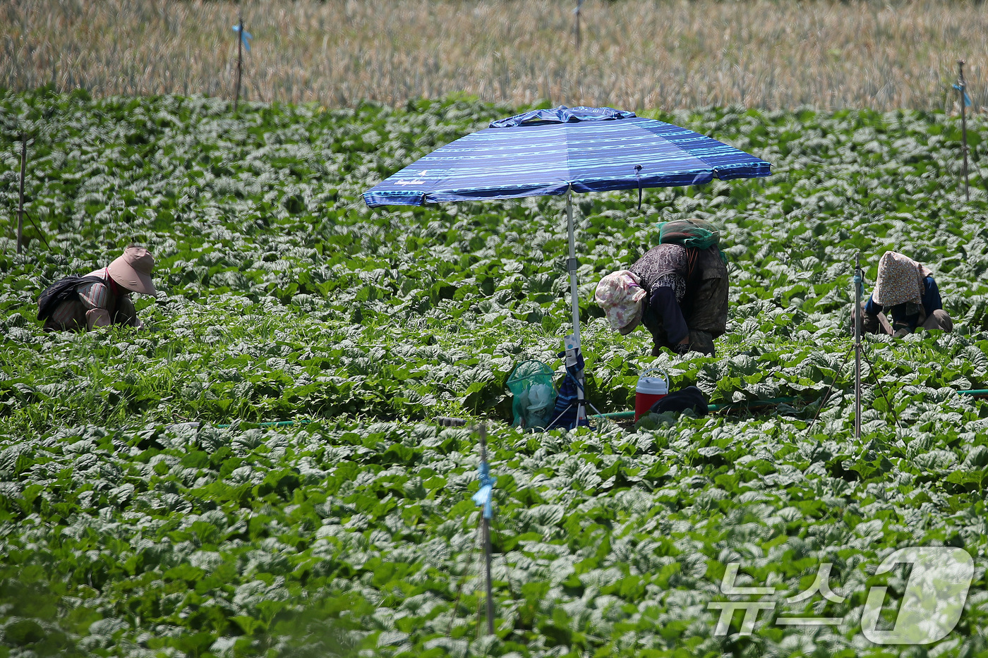 (경산=뉴스1) 공정식 기자 = 처서가 지나도 폭염의 기세가 계속된 25일 경북 경산시 대정동 한 배추밭에서 농민들이 뙤약볕 아래 허리를 굽혀 밭일을 하고 있다. 2025.8.25 …