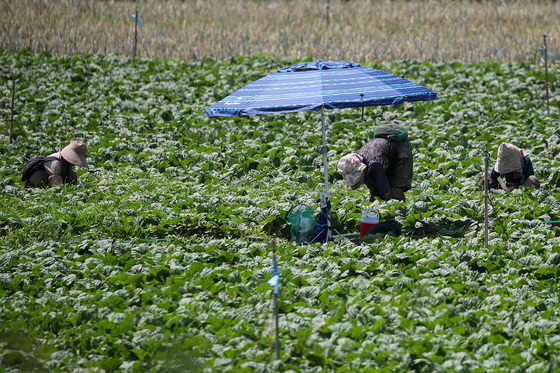 농업 재해·폭염 사망 줄인다…농진청, '농촌 안전 역량 강화' 총력