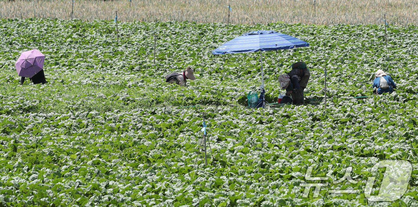 (경산=뉴스1) 공정식 기자 = 처서가 지나도 폭염의 기세가 계속된 25일 경북 경산시 대정동 한 배추밭에서 농민들이 뙤약볕 아래 허리를 굽혀 밭일을 하고 있다. 2025.8.25 …
