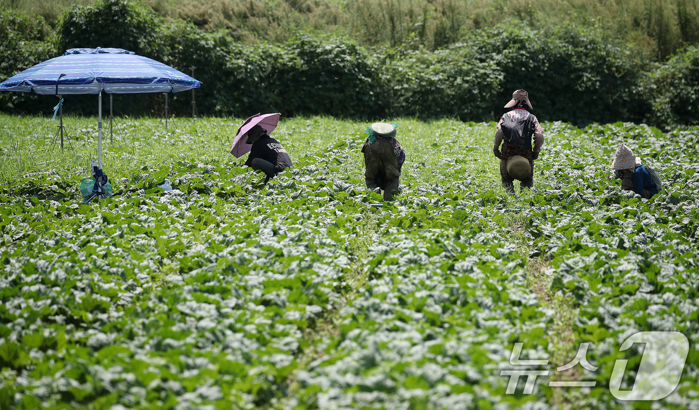 (경산=뉴스1) 공정식 기자 = 처서가 지나도 폭염의 기세가 계속된 25일 경북 경산시 대정동 한 배추밭에서 농민들이 뙤약볕 아래 허리를 굽혀 밭일을 하고 있다. 2025.8.25 …