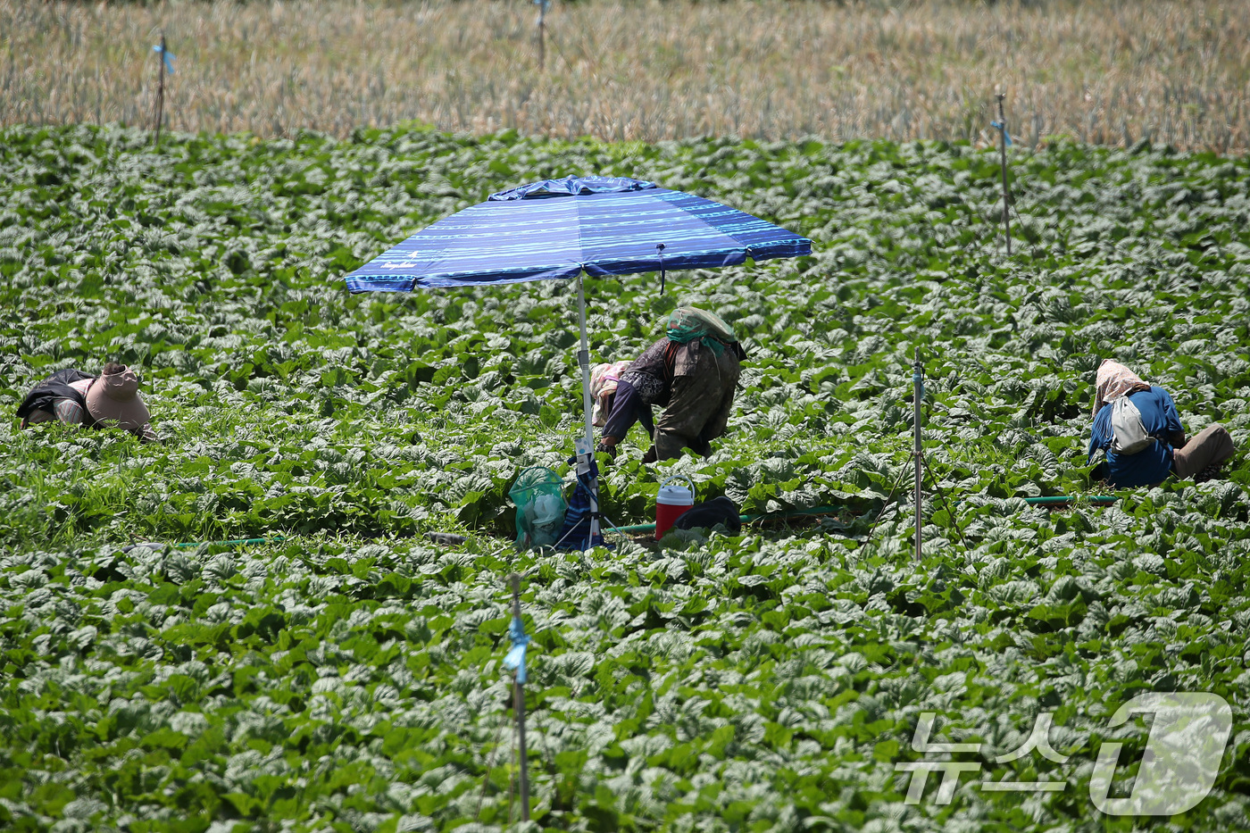 (경산=뉴스1) 공정식 기자 = 처서가 지나도 폭염의 기세가 계속된 25일 경북 경산시 대정동 한 배추밭에서 농민들이 뙤약볕 아래 허리를 굽혀 밭일을 하고 있다. 2025.8.25 …