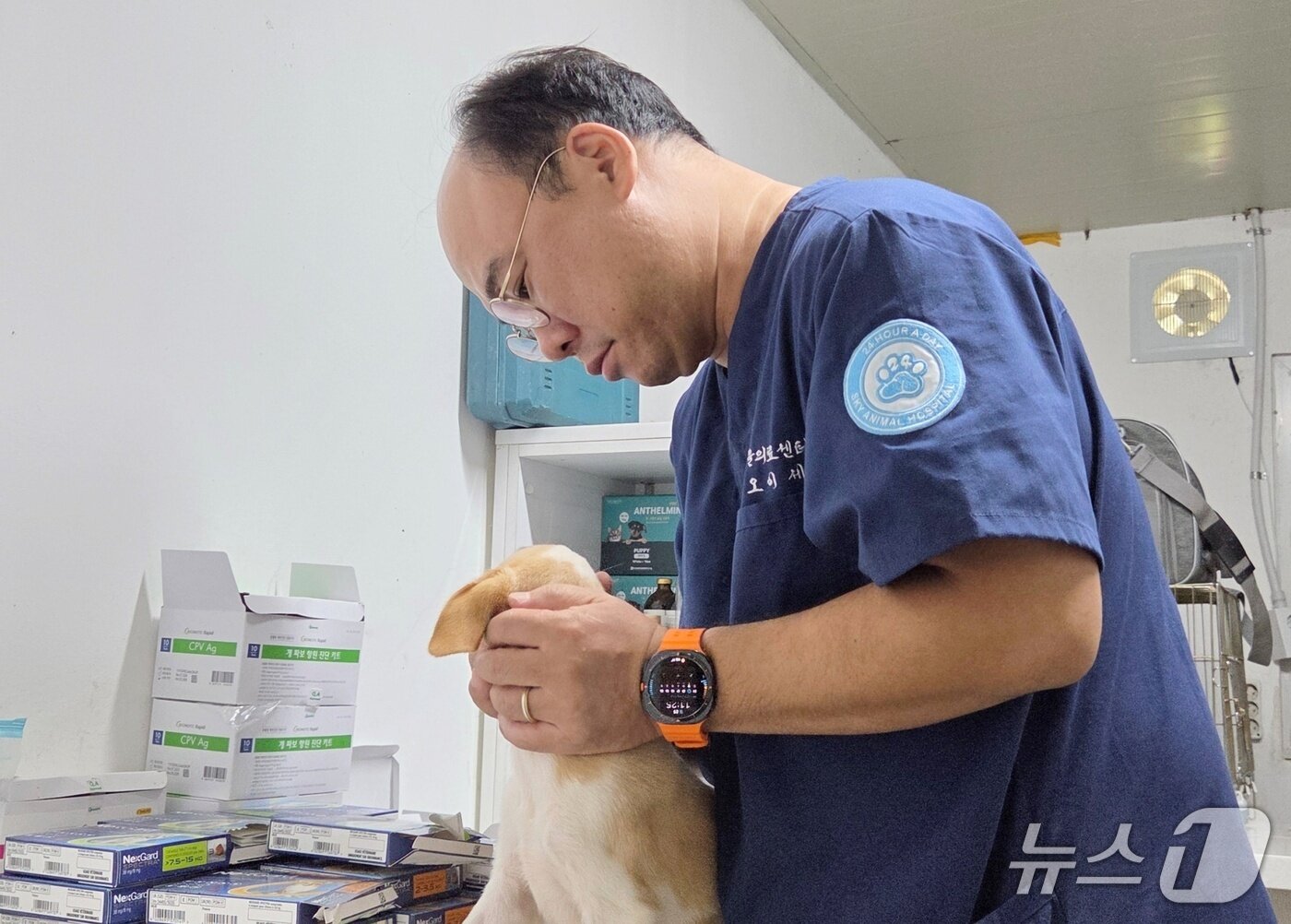 본문 이미지 - 오이세 수의사가 25일 인천 동물보호소에서 의료봉사를 하고 있다. ⓒ 뉴스1