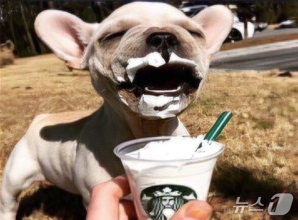 본문 이미지 - 스타벅스의 반려견 전용 음료 &#39;멍푸치노&#39;&#40;대한상공회의소 제공&#41;