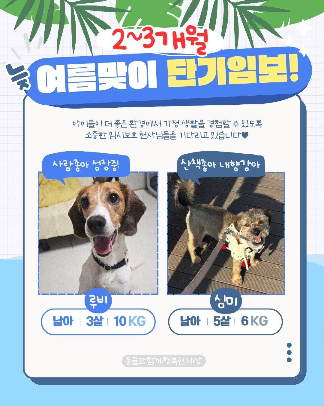 본문 이미지 - 발라당 입양센터는 늦여름을 맞아 단기 임시보호 가정을 모집한다(동행 제공). ⓒ 뉴스1