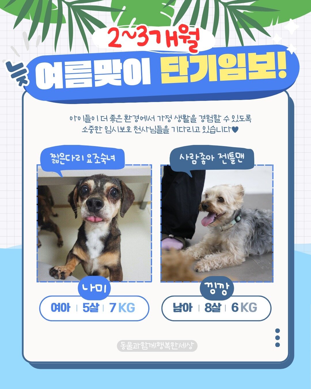 본문 이미지 - 발라당 입양센터는 늦여름을 맞아 단기 임시보호 가정을 모집한다. 더 많은 임시 보호 대상 동물은 발라당 입양센터 인스타그램에서 확인할 수 있다(동행 제공). ⓒ 뉴스1