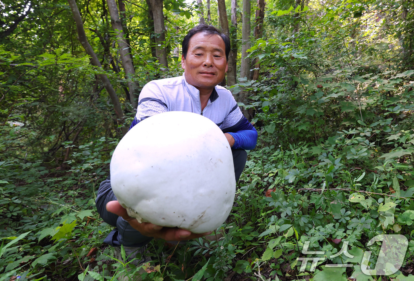 (서울=뉴스1) = 26일 경남 함양군 마천면 창원마을 뒷산에서 세계적 희귀종으로 알려진 댕구알 버섯이 발견되어 장철안씨가 들어 보이고 있다.이번에 발견된 댕구알버섯은 지름이 약 …