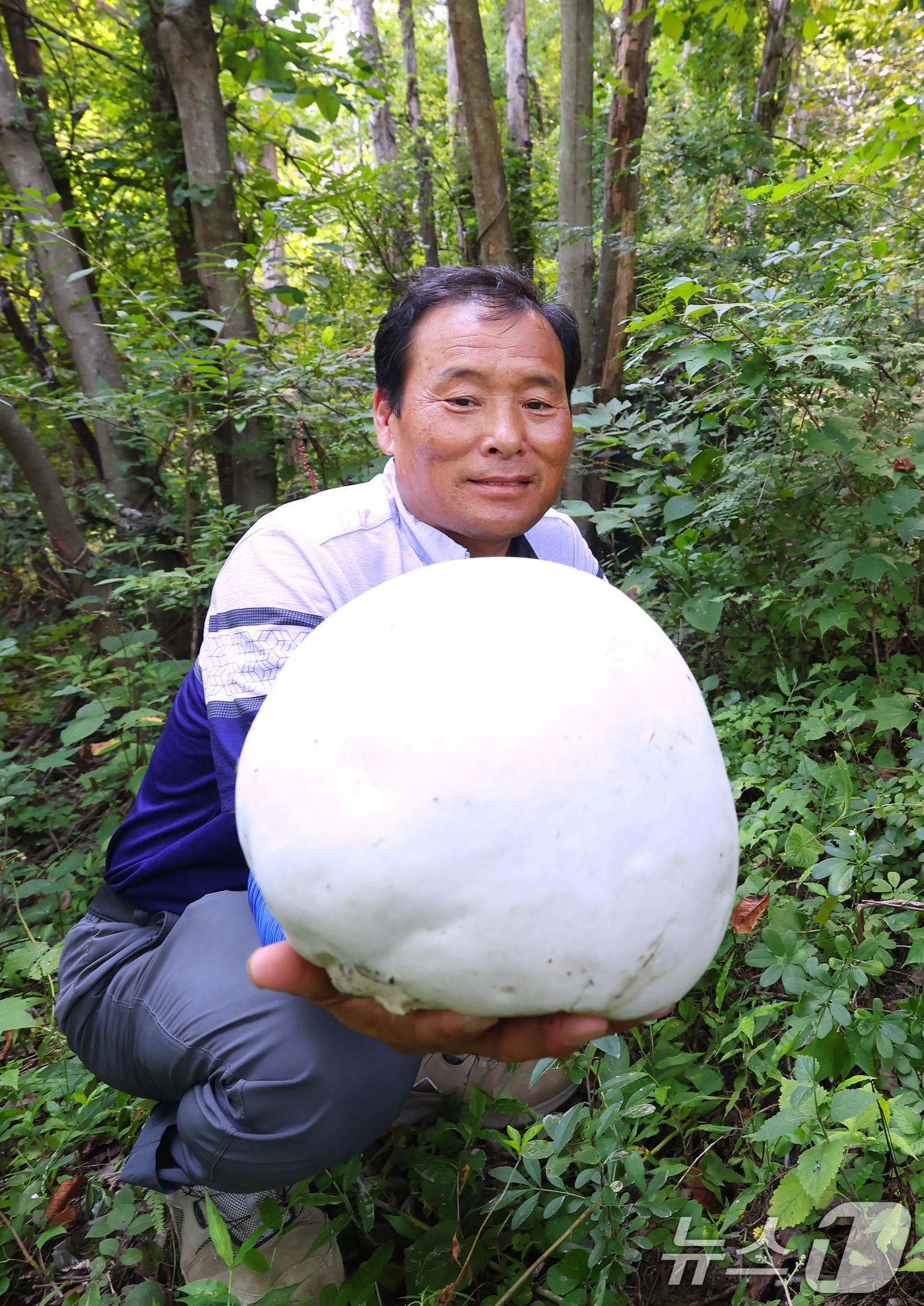 (서울=뉴스1) = 26일 경남 함양군 마천면 창원마을 뒷산에서 세계적 희귀종으로 알려진 댕구알버섯이 발견되어 장철안씨가 들어 보이고 있다.이번에 발견된 댕구알버섯은 지름이 약 2 …