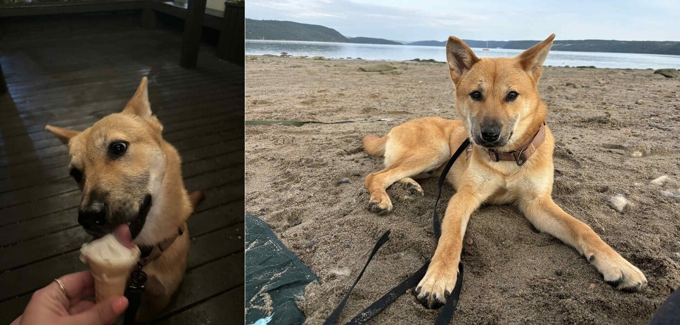 본문 이미지 - 지난 5월 충북 청주 개농장에서 구조된 무스는 김치라는 이름으로 새로운 삶을 살고 있다&#40;휴메인 월드 포 애니멀즈 제공&#41;. ⓒ 뉴스1