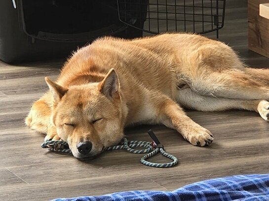 본문 이미지 - 개농장 구조 후 캐나다에서 평안한 삶을 살고 있는 &#39;친구&#39;&#40;휴메인월드포애니멀즈 제공&#41; ⓒ 뉴스1