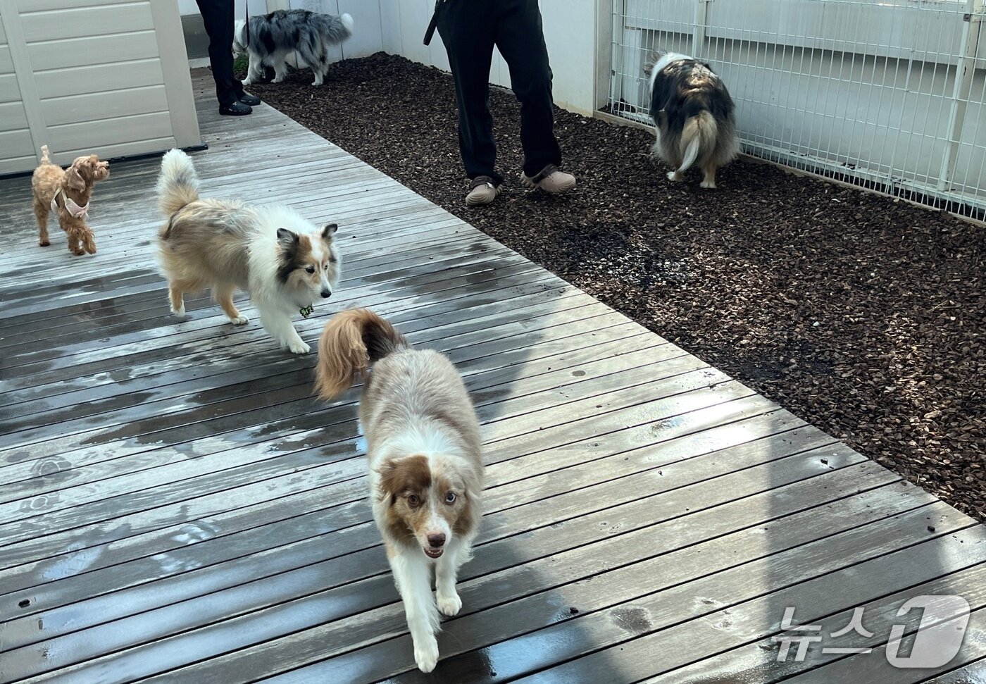본문 이미지 - 치 유니버시티 한국지부 침술 실습 교육 후 산책하는 반려견들 ⓒ 뉴스1