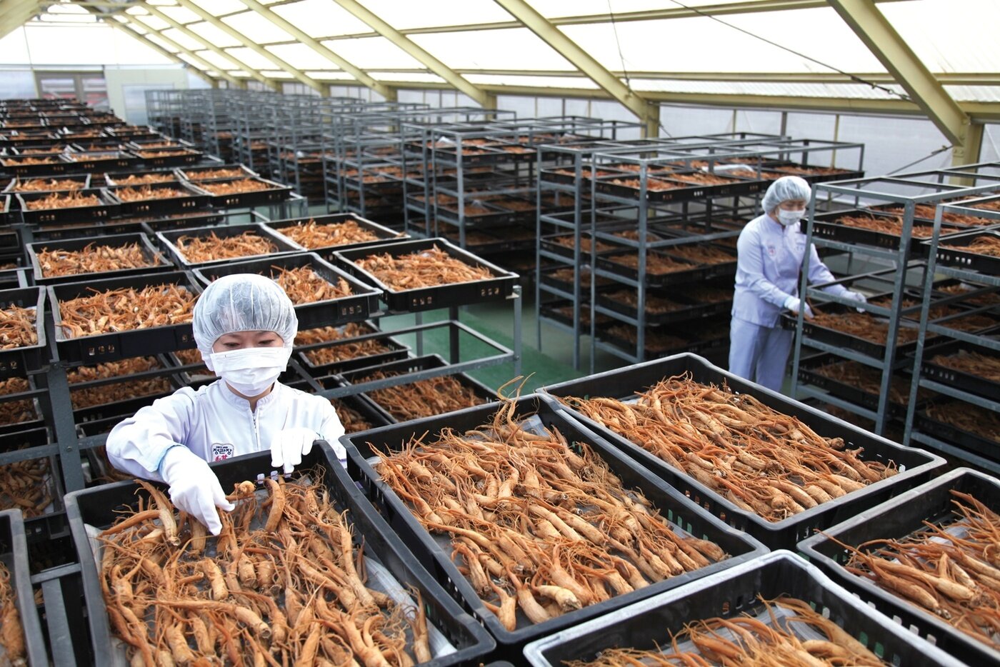 본문 이미지 - 인삼을 말리는 과정.(KGC인삼공사 제공)