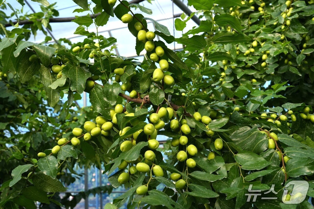 본문 이미지 - 수확철을 앞둔 충북 보은지역 대추 재배농가들이 풍년 농사 기대감에 부풀어 있다. 사진은 8월 27일 현재 보은대추  /뉴스1 