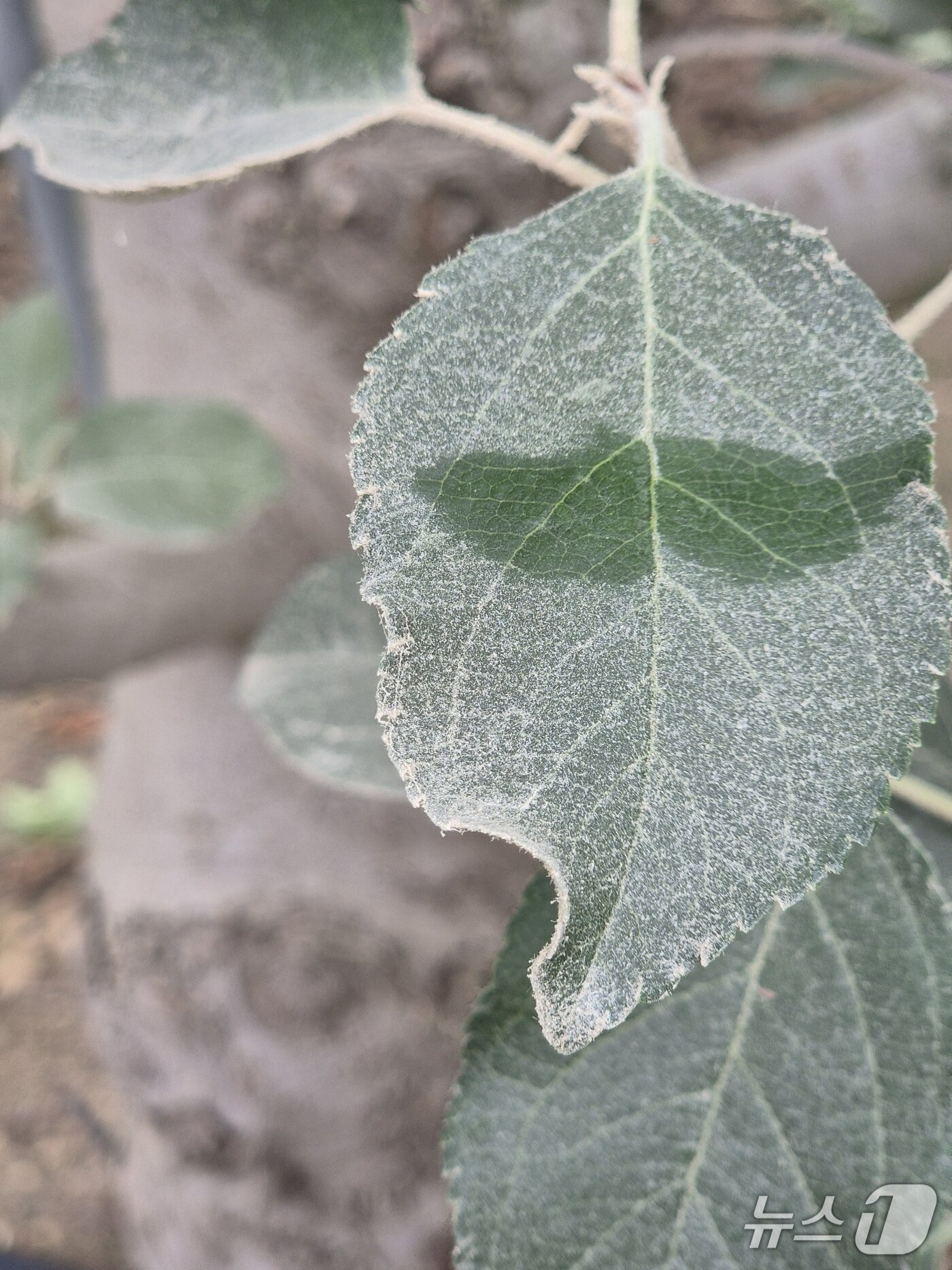 본문 이미지 - 환풍기에서 나오는 닭의 분변과 깃털 등의 분진이 인근 과수원 사과나무 잎에 쌓여있다.2025.8.27/뉴스1 신성훈 기자
