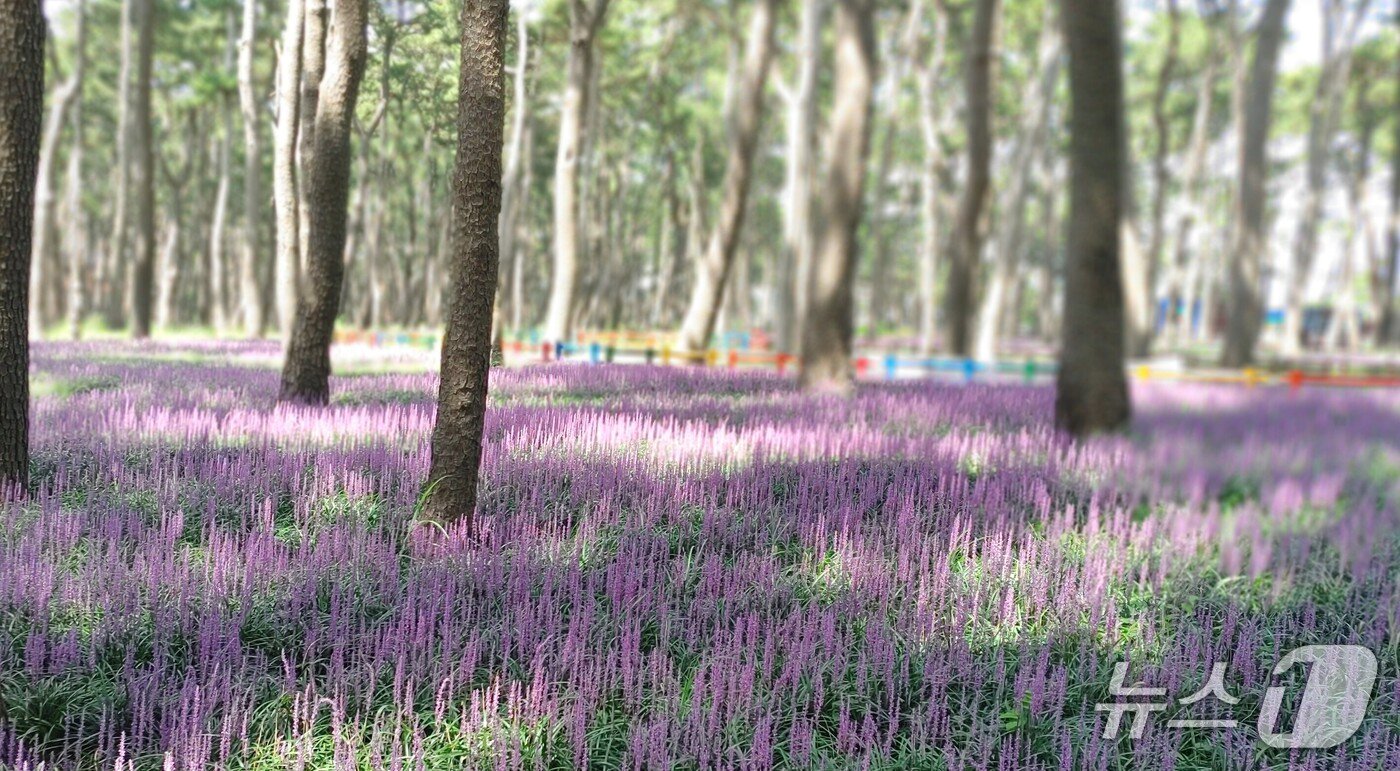 본문 이미지 - 대왕암공원 내 해송림에는 이달 중순부터 보라빛 맥문동이 활짝 피었다.(울산 동구 제공. 재판매 및 DB금지)/뉴스1