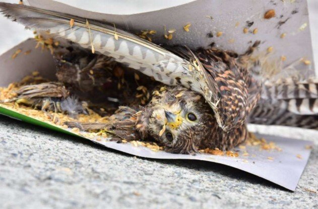 본문 이미지 - 쥐 끈끈이에 걸린 참새를 사냥하다 잡힌 황조롱이(충남야생동물구조센터 제공) ⓒ 뉴스1