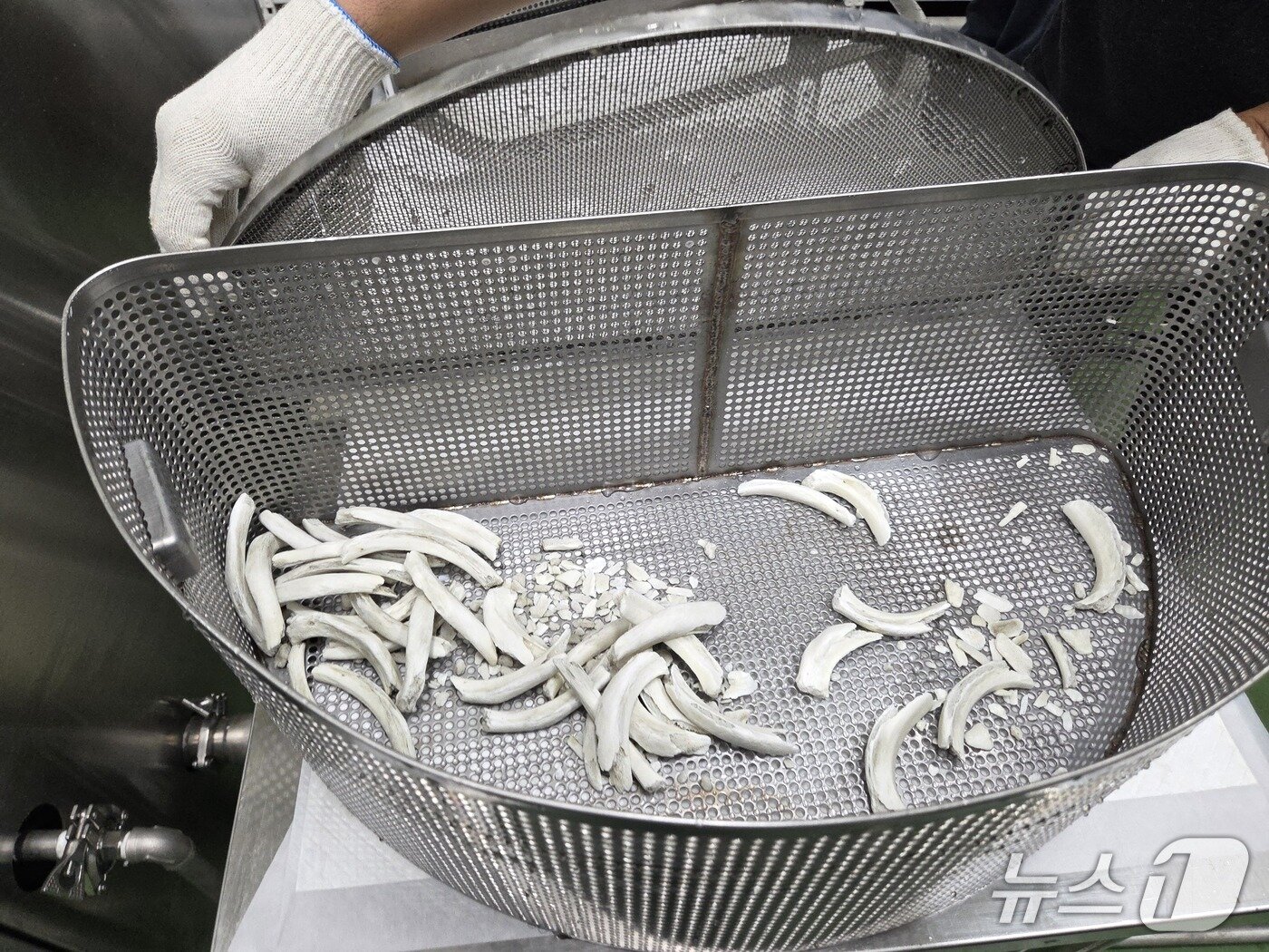 본문 이미지 - 돼지 사체를 수분해 과정을 거쳐  생긴 뼈.  뼈를 갈아 골분으로 만든다. 반응수는 별도 탱크에 저장된다. ⓒ 뉴스1 한송아 기자