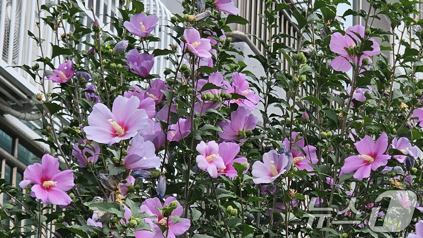 (포항=뉴스1) 최창호 기자 = 28일 경북 포항시 북구 장성동애 있는 아파트 화단에 무궁화 꽃이 활짝 피어있다. 2025.8.28/뉴스1