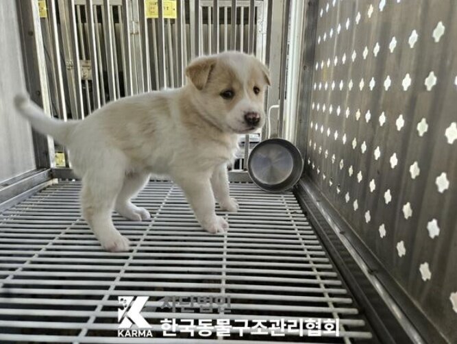 본문 이미지 - 구조 당시 살구의 모습&#40;동물보호관리시스템 갈무리&#41; ⓒ 뉴스1