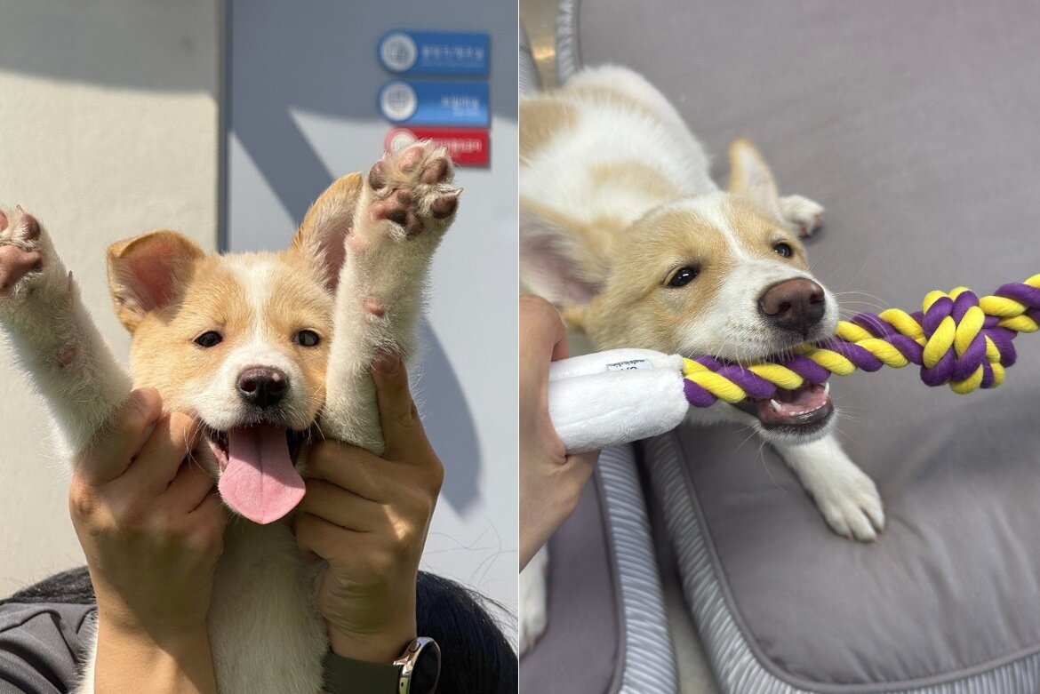 본문 이미지 - 사람을 좋아하고 활발한 살구&#40;센터 제공&#41; ⓒ 뉴스1